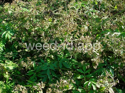 hempweed, climbing